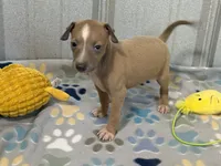 Mr. Apple, a male Italian Greyhound for sale in Willow Springs, MO – 6 of 8