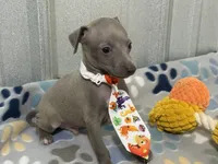 Lynx, a male Italian Greyhound for sale in Willow Springs, MO – 5 of 8