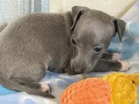 Tigerlily, a female Italian Greyhound for sale in Willow Springs, MO – 4 of 6