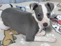 Leo, a male Italian Greyhound for sale in Willow Springs, MO – 4 of 5