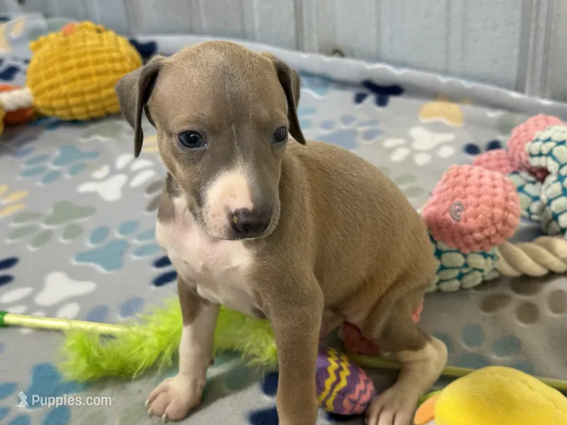 Mr. Orange – Italian Greyhound puppy for sale in Willow Springs, MO