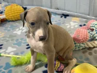 Mr. Orange, a male Italian Greyhound for sale in Willow Springs, MO – 1 of 8