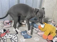 Strawberry, a female Italian Greyhound for sale in Willow Springs, MO – 4 of 7