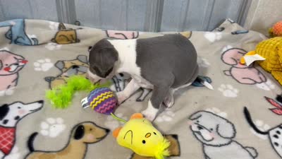 Chase, a male Italian Greyhound for sale in Willow Springs, MO – 7 of 7