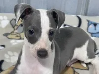 Leo, a male Italian Greyhound for sale in Willow Springs, MO – 5 of 5