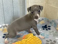 Swan, a female Italian Greyhound for sale in Willow Springs, MO – 5 of 7