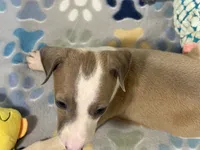 Miss Peach, a female Italian Greyhound for sale in Willow Springs, MO – 3 of 8