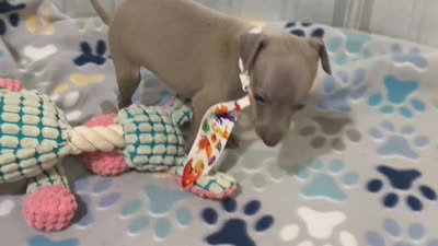 Lynx, a male Italian Greyhound for sale in Willow Springs, MO – 8 of 8