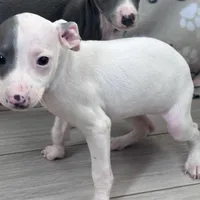 Tinker, a female Italian Greyhound for sale in Willow Springs, MO – Photo 4 of 4