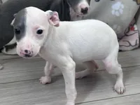 Tinker, a female Italian Greyhound for sale in Willow Springs, MO – Photo 4 of 4