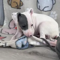 Tinker, a female Italian Greyhound for sale in Willow Springs, MO – Photo 2 of 4