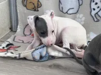 Tinker, a female Italian Greyhound for sale in Willow Springs, MO – Photo 2 of 4