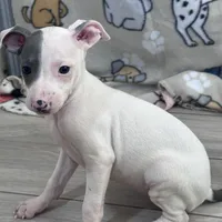 Tinker, a female Italian Greyhound for sale in Willow Springs, MO – Photo 1 of 4