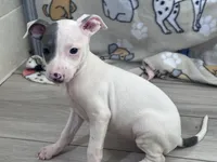 Tinker, a female Italian Greyhound for sale in Willow Springs, MO – Photo 1 of 4