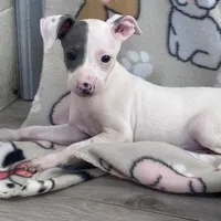 Tinker, a female Italian Greyhound for sale in Willow Springs, MO – Photo 3 of 4