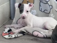 Tinker, a female Italian Greyhound for sale in Willow Springs, MO – Photo 3 of 4