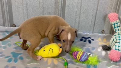 Mr. Apple, a male Italian Greyhound for sale in Willow Springs, MO – 7 of 8