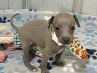 Lynx, a male Italian Greyhound for sale in Willow Springs, MO – 3 of 8