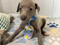 Shark, a male Italian Greyhound for sale in Willow Springs, MO – 5 of 7
