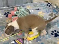 Miss Peach, a female Italian Greyhound for sale in Willow Springs, MO – 7 of 8