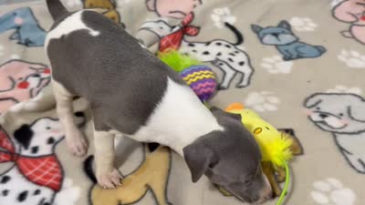 Cam, a female Italian Greyhound for sale in Willow Springs, MO – 7 of 7