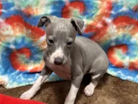 Steve, a male Italian Greyhound for sale in Willow Springs, MO – Photo 2 of 4