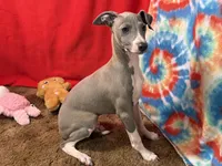 Steve, a male Italian Greyhound for sale in Willow Springs, MO – Photo 3 of 4