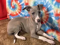 Steve, a male Italian Greyhound for sale in Willow Springs, MO – Photo 4 of 4