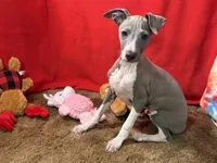 Steve, a male Italian Greyhound for sale in Willow Springs, MO – Photo 1 of 4