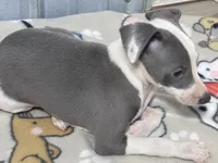 Leo, a male Italian Greyhound for sale in Willow Springs, MO – 3 of 5