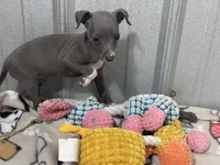 Harley, a female Italian Greyhound for sale in Willow Springs, MO – 2 of 6