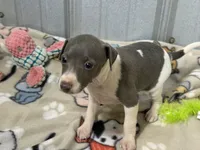 Cam, a female Italian Greyhound for sale in Willow Springs, MO – 3 of 7