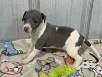 Cam, a female Italian Greyhound for sale in Willow Springs, MO – 6 of 7