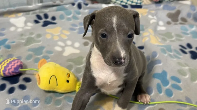 Bingo – Italian Greyhound puppy for sale in Willow Springs, MO