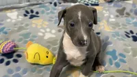 Bingo, a male Italian Greyhound for sale in Willow Springs, MO – 1 of 8