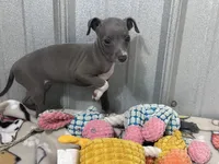 Harley, a female Italian Greyhound for sale in Willow Springs, MO – 5 of 6