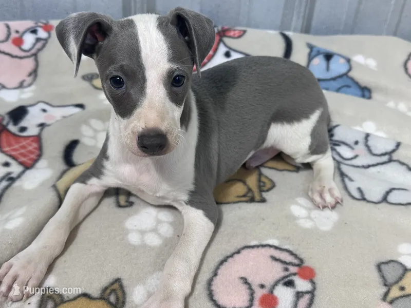 Leo – Italian Greyhound puppy for sale in Willow Springs, MO