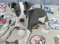Leo, a male Italian Greyhound for sale in Willow Springs, MO – 1 of 5