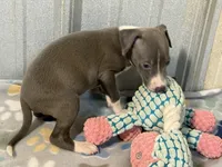 Donk, a male Italian Greyhound for sale in Willow Springs, MO – 4 of 7