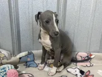 Strawberry, a female Italian Greyhound for sale in Willow Springs, MO – 5 of 7