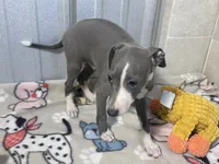Strawberry, a female Italian Greyhound for sale in Willow Springs, MO – 3 of 7