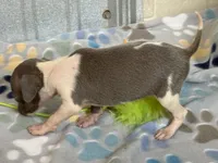 Tiny Tot, a female Italian Greyhound for sale in Willow Springs, MO – 3 of 7