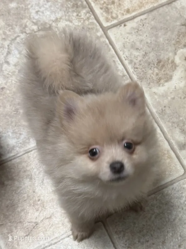 Willow & Blues pups – Pomeranian puppy for sale in Hart, MI