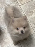Willow & Blues pups, a male Pomeranian for sale in Shelby, MI – 1 of 6