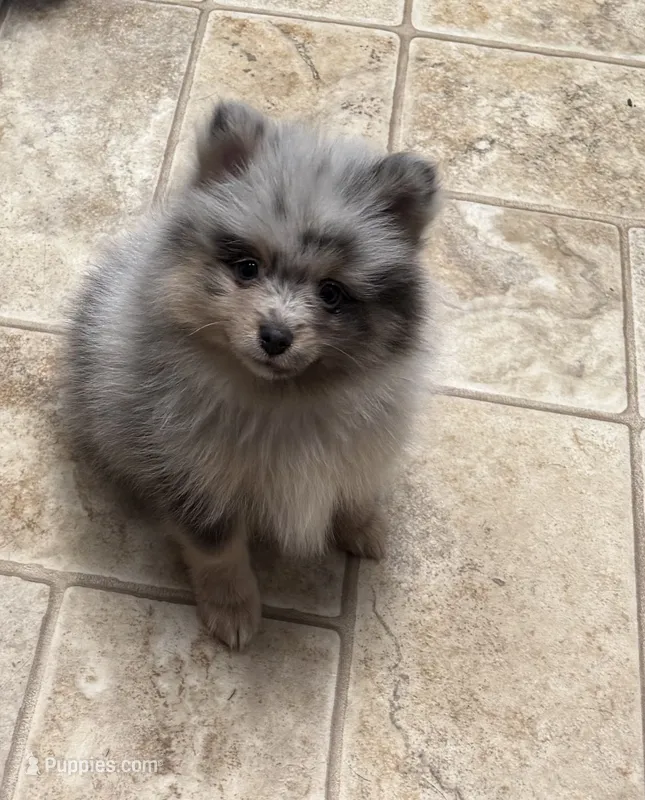 Merle male  – Pomeranian puppy for sale in Shelby, MI