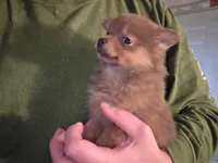 Female, a female Pomeranian for sale in Shelby, MI – 2 of 3