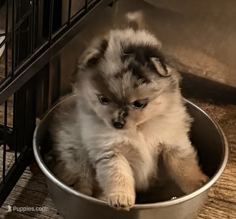 Merle girl  – Pomeranian puppy for sale in Shelby, MI