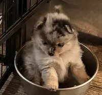Merle girl , a female Pomeranian for sale in Shelby, MI – 1 of 5