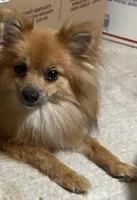 Merle male , a male Pomeranian for sale in Shelby, MI – 2 of 3