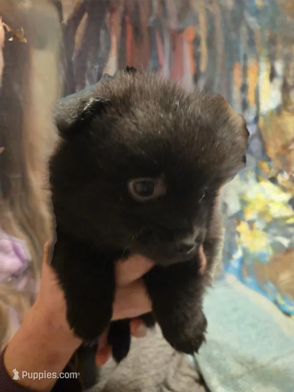 Female – Pomeranian puppy on hold in Hart, MI